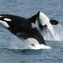Whales in Arctic waters